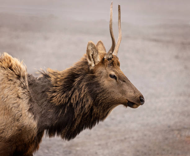 istock Elk Yellowstone February 2022 1388989146