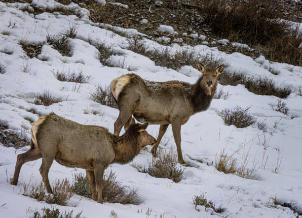 istock Elk Yellowstone February 2022 1388989197