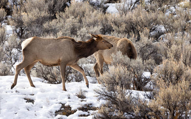 istock Elk Yellowstone February 2022 1388989445