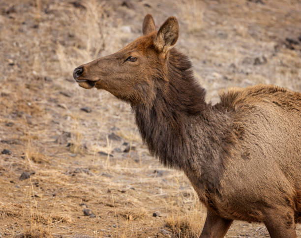 istock Elk Yellowstone February 2022 1388989641