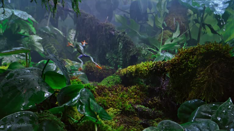 SLO MO DS Tree frog jumping onto a plant on the rainy jungle floor