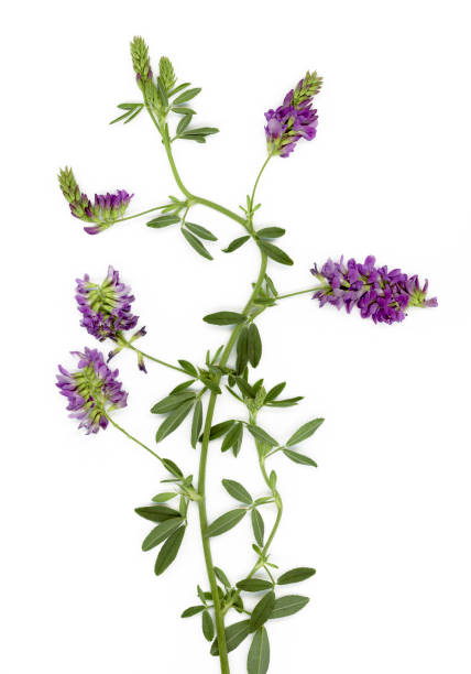 erba medica, medicago sativa, isolata su bianco - alfalfa foto e immagini stock