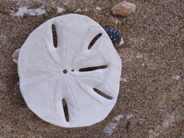 istock Underside Sand dollar on sand Aguada Puerto Rico 1388991186