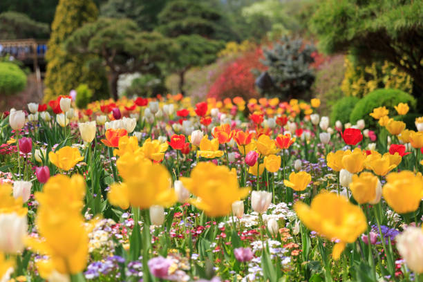 istock Korean flower colorful park in spring time 1388991435