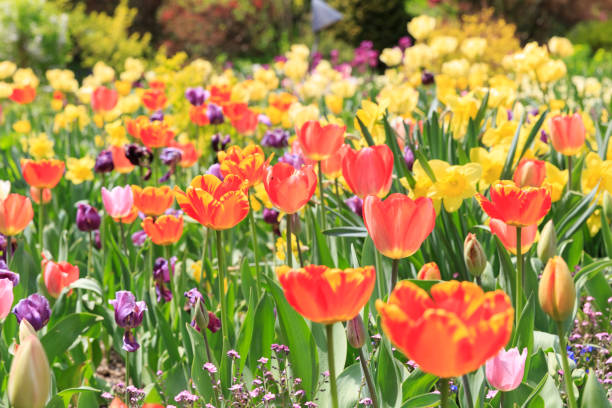 istock Korean flower colorful park in spring time 1388991552