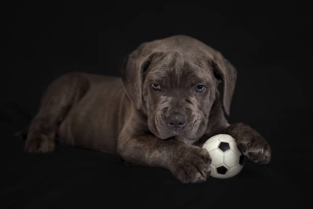 Cane Corso puppy lies with a soccer ball Cane Corso puppy lies with a soccer ball cane corso stock pictures, royalty-free photos & images