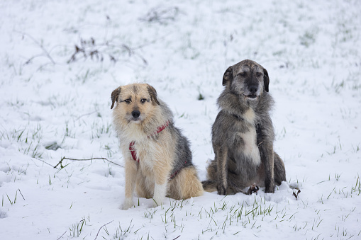 grey and fawn colored dog sitting side by side in the snow