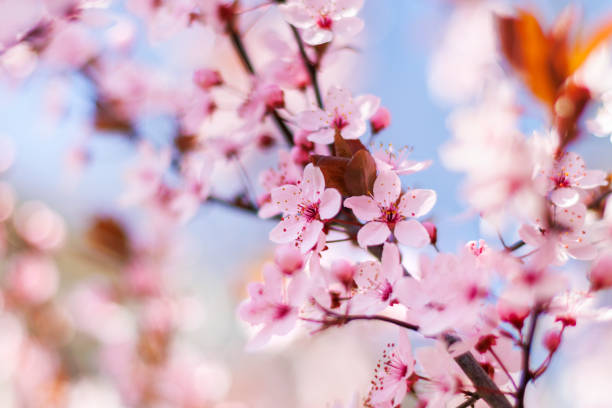 istock Cherry blossom on sunny spring day 1388993160