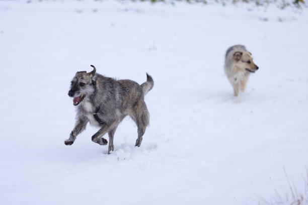 two dogs on white background
