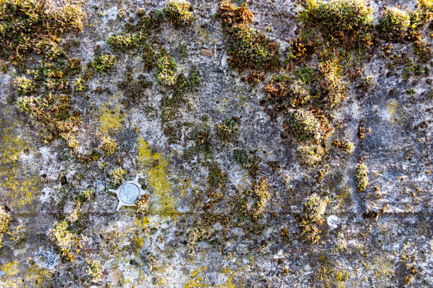 a rock with covered stone plants in sunlight in spring