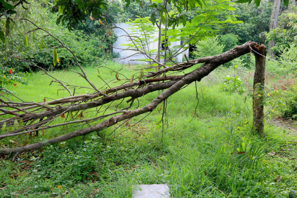 istock Broken branch snapped over with green grass and trees 1388994300