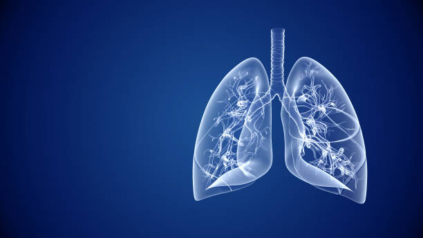 salud de los pulmones humanos y antecedentes médicos abstractos - human trachea fotografías e imágenes de stock