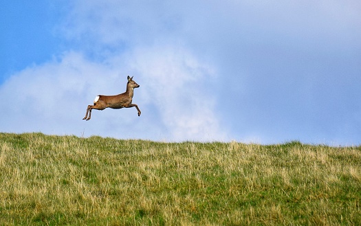 A Roe Deer jumping across the skyline