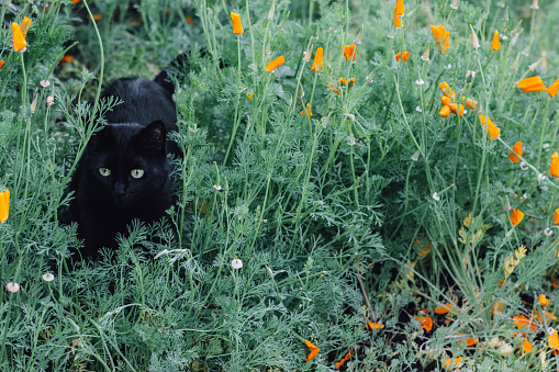 Black cat with green eyes walking through field of orange California poppy flowers