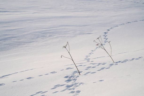 istock Vegetation Buried in Snow 1388995469
