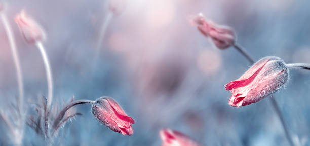 istock Wild pink tulips on blue background. Banner format. 1388996146