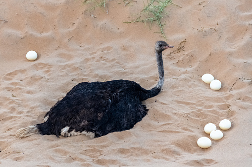 An ostrich who hatches her eggs in the desert, in Namibia