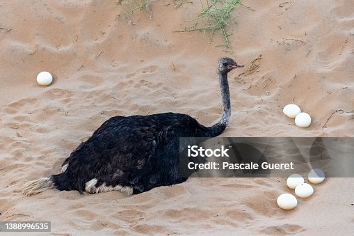 248 Ostrich Sitting Stock Photos, Pictures & Royalty-Free Images - iStock