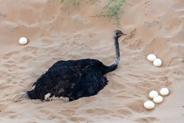 Photo of An ostrich who hatches her eggs