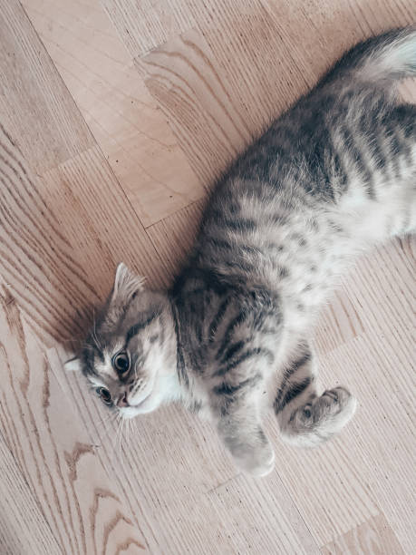 istock Cute Scottish cat, three month old kitten 1388997453