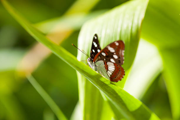 White Admiral butterfly (limenitis arthemis) on a green leaf with copy space. Close Up.