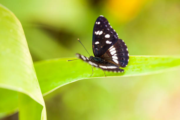 istock White Admiral butterfly (limenitis arthemis) on a green leaf 1388998620