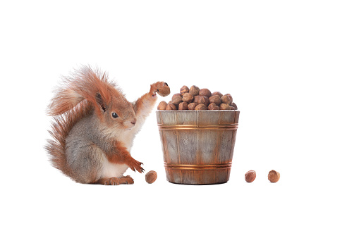 squirrel picking hazelnuts big bucket isolated on white background