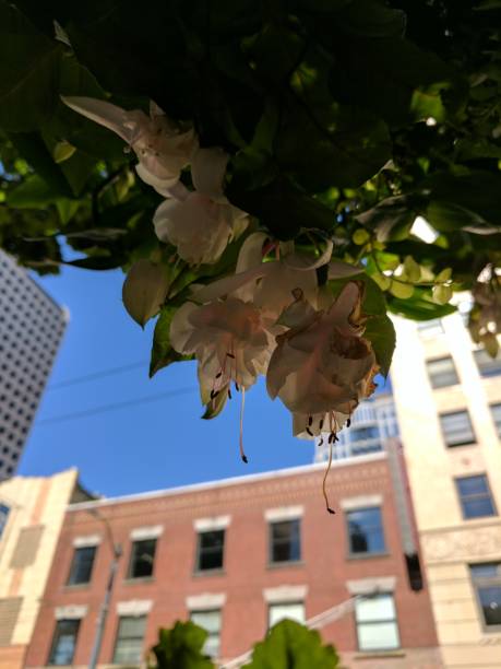 istock Beautiful flowers in downtown Seattle 1389000358