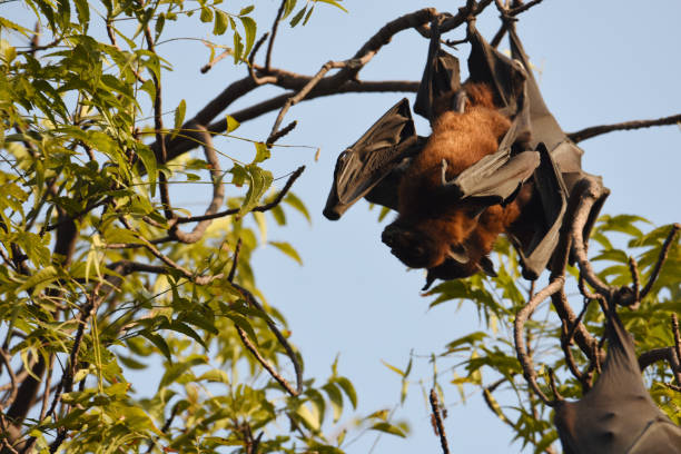 Mammal-Flying Fox/Fruit Bat. stock photo