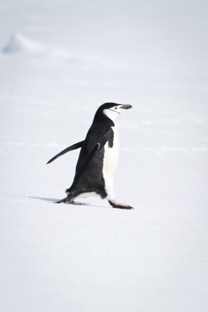 istock Chinstrap penguin marches across snow facing right 1389001321