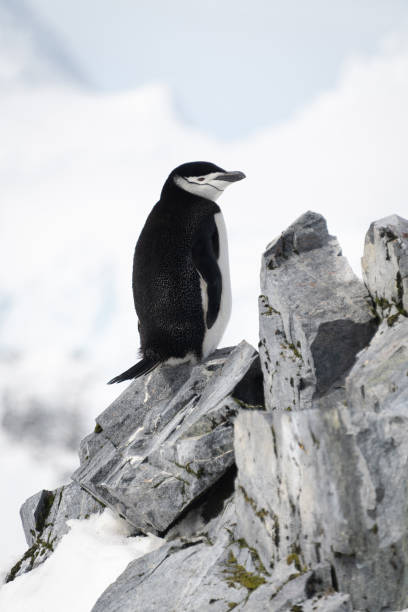 istock Chinstrap penguin on rocky ridge facing right 1389001328