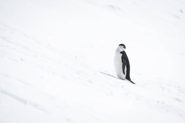 istock Chinstrap penguin on snowy hill cocking head 1389001334