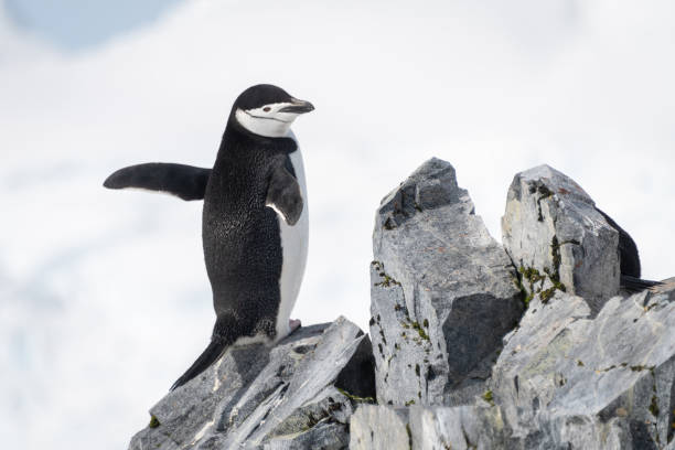istock Chinstrap penguin perched on rocks stretching flippers 1389001382