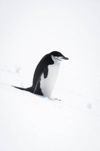 istock Chinstrap penguin stands looking down snowy hill 1389001387