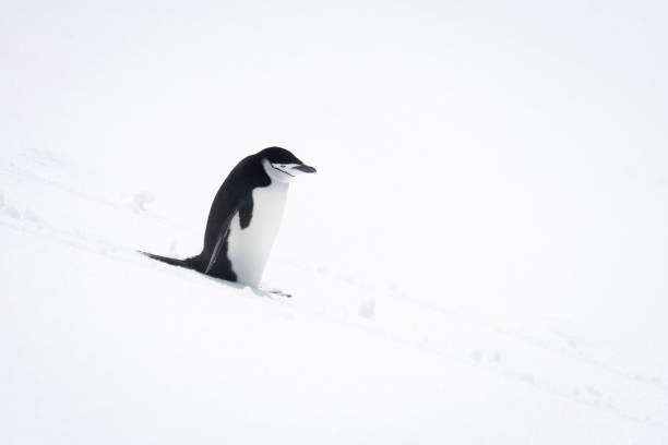 istock Chinstrap penguin stands looking down snowy slope 1389001389
