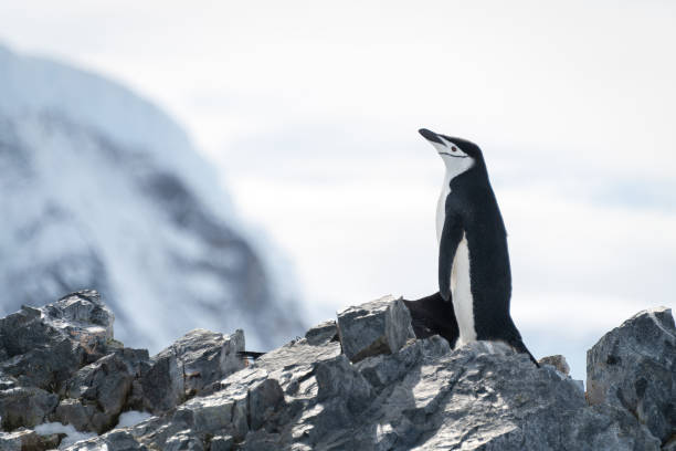 istock Chinstrap penguin stands on ridge lifting beak 1389001408