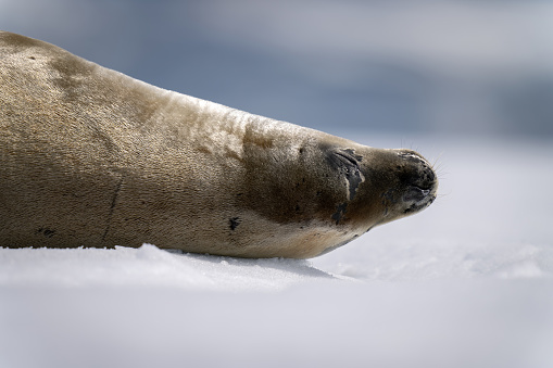 Close-up of crabeater seal dozing on iceberg