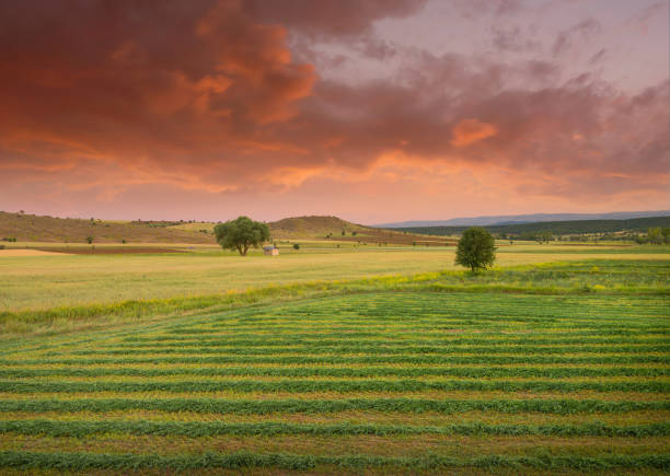 Cut meadows and farmland. Trees in the field and cute hut. Village view after sunset.