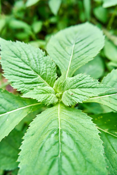 istock wild ebolo or sintrong plant 1389001911