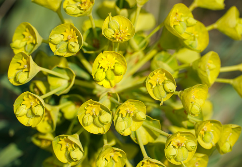 Close up view to the big yellow flower of great milkweed or Euphorbia caracias wulfenii plant