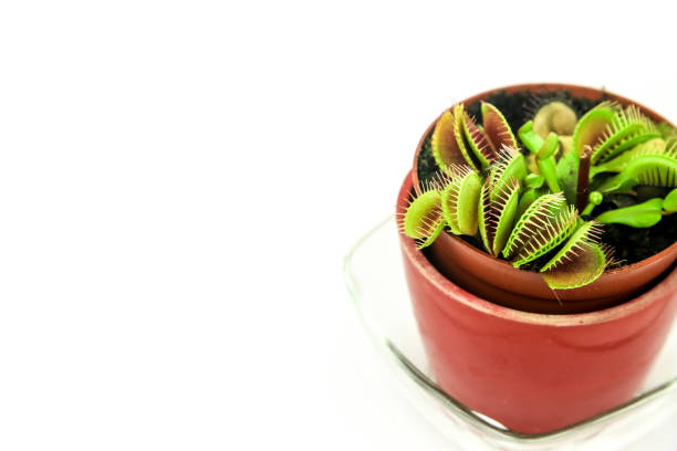 Beautiful Dionaea Muscipula carnivorous plant on white background