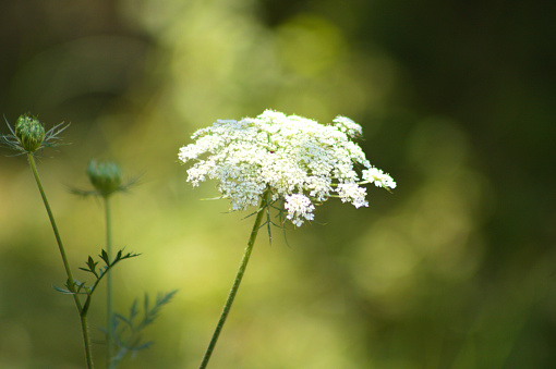 Close-up of wild carrot flower with selective focus on foreground and blurred background
