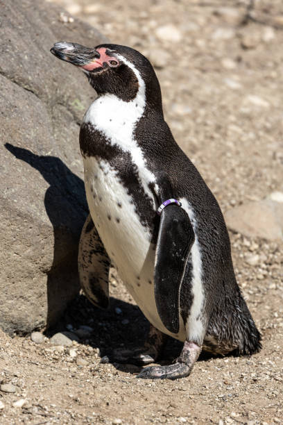 istock Humboldt Penguin, Spheniscus humboldti in a park 1389007352