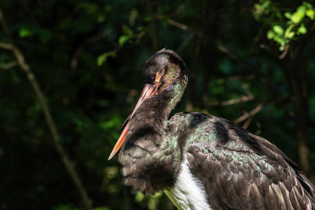 istock Black stork, Ciconia nigra in a german nature park 1389007801
