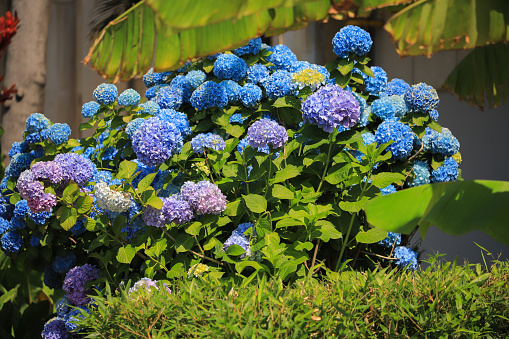 Blue hydrangea flower in the garden close-up