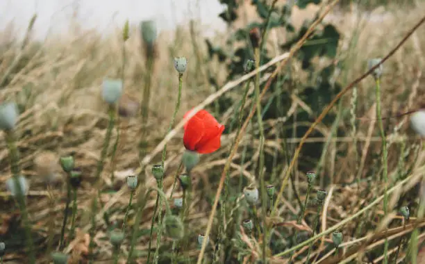 Poppy flower standing alone in the grass
