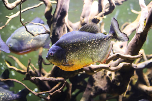 istock Piranha fish on a green background. 1389009152