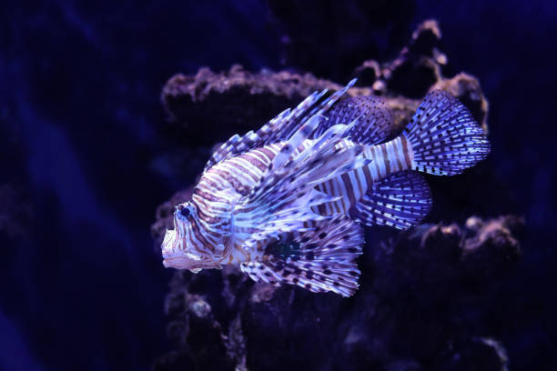 istock Red lionfish on a dark navy blue background. 1389009153