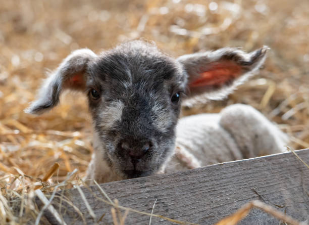 빨대에 누워 있는 귀여운 어린 양고기의 클로즈업 - livestock rural scene newborn animal ewe 뉴스 사진 이미지