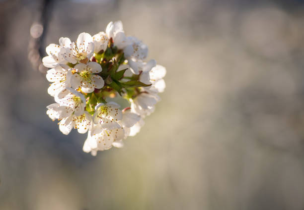 Branch of white cherry blossoms on natural bokeh background with copyspace